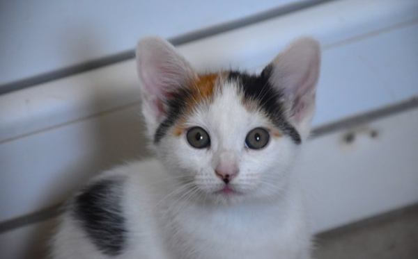 Cora