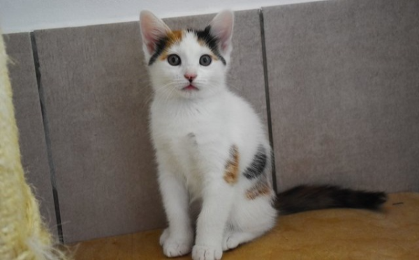 Cora