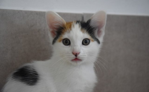 Cora