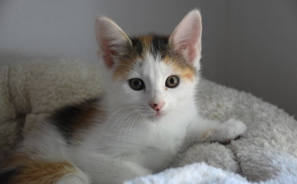 Cally