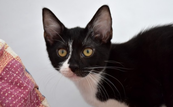 Coco