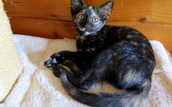 Tootsie