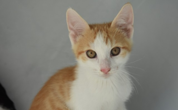 Oskar