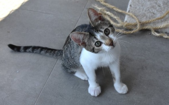 Boris