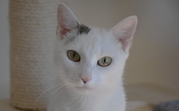 Zarja