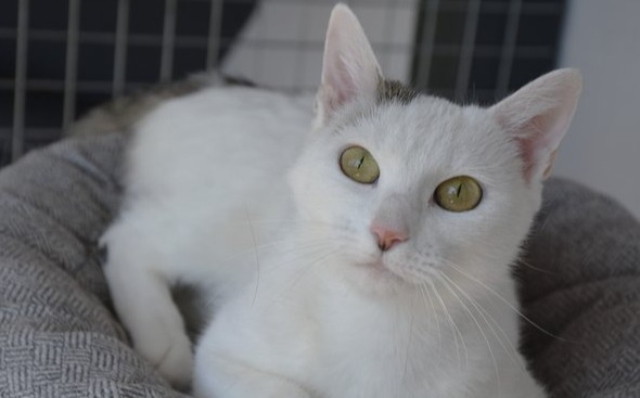 Zarja