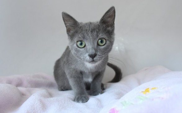 Mimi