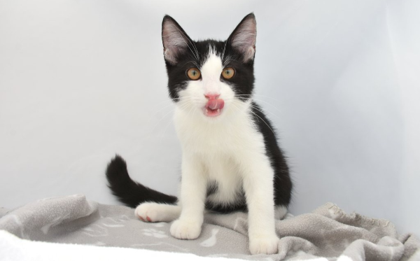 Mochi