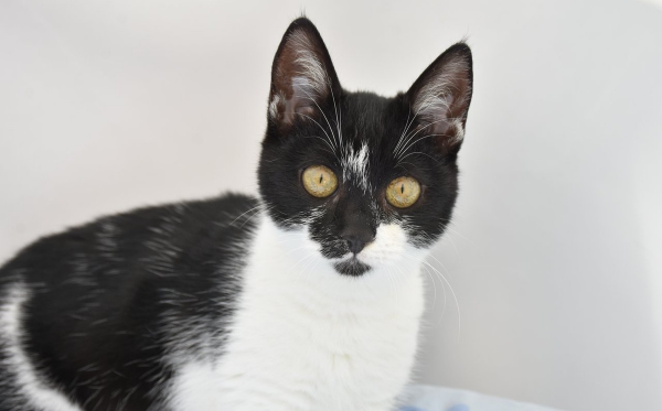 Bonita