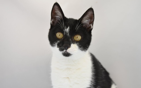 Bonita