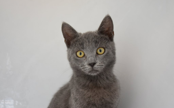 Mimosa