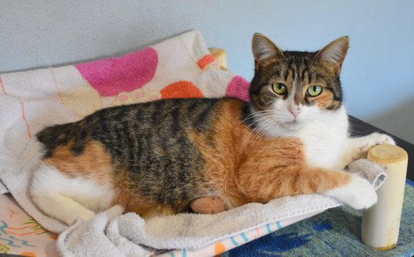 brezrepa tritačka Luna