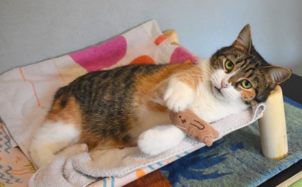 brezrepa tritačka Luna