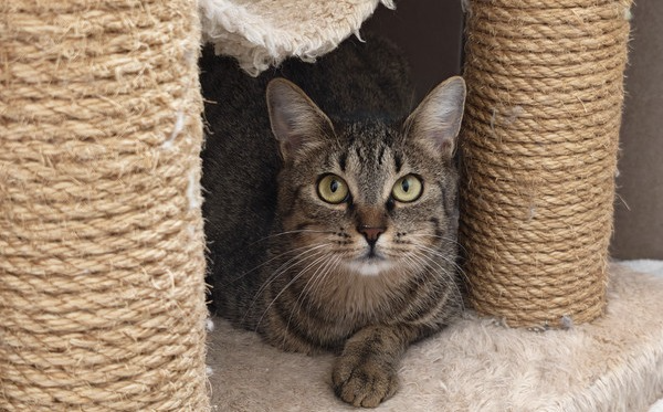 triinpoltačka Tritta