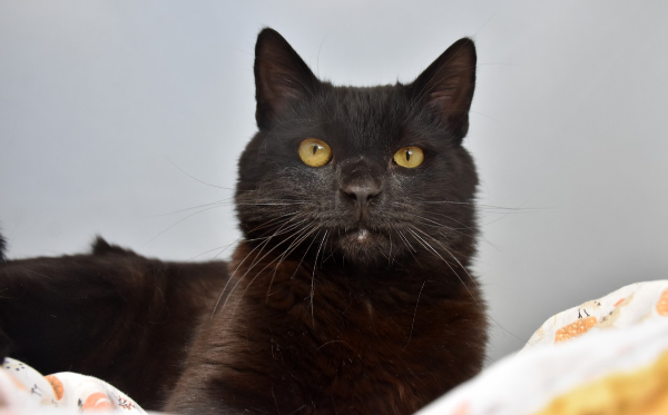 Oskar