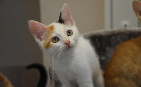 Piper