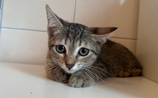 Zarja 