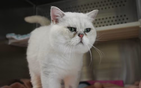 Figaro