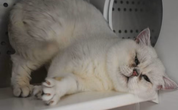 Figaro