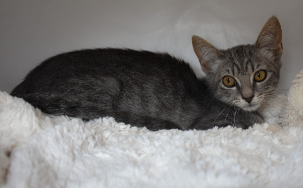 Wilma