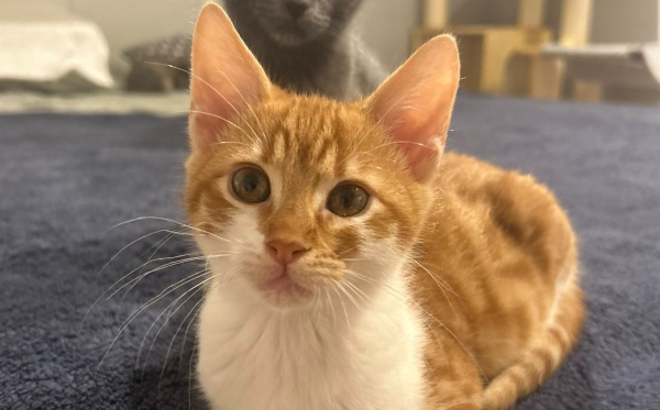 Pedro