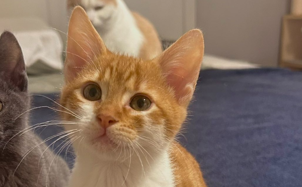 Pedro
