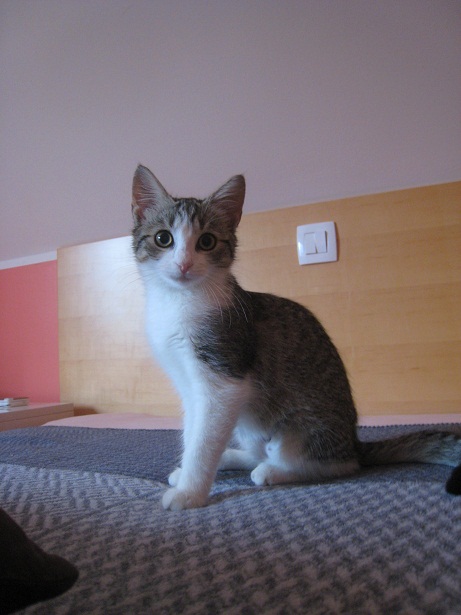 Amica