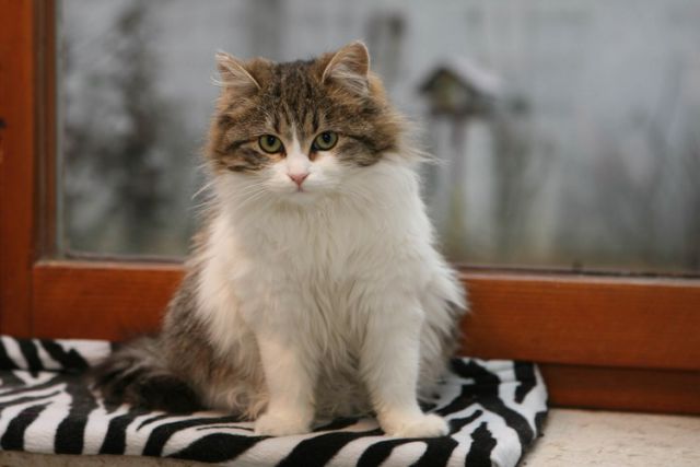 Milla