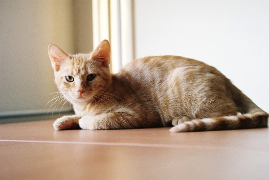 Benito
