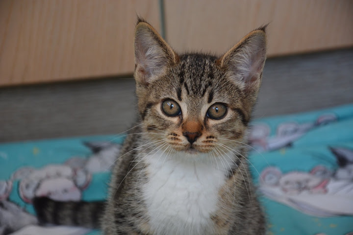 Bindi
