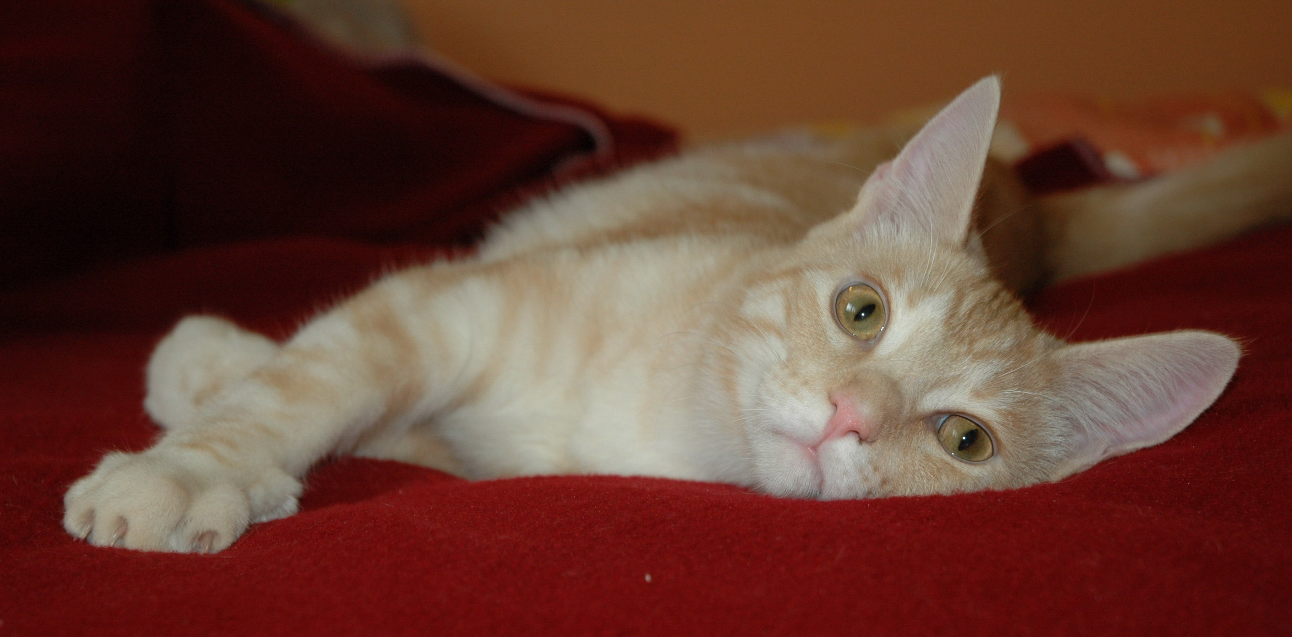 Casper