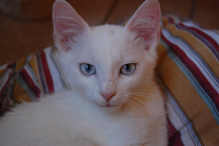 Cotton