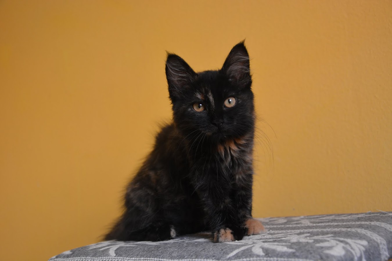Dina