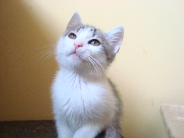 Ninka