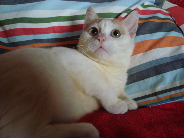 Indi