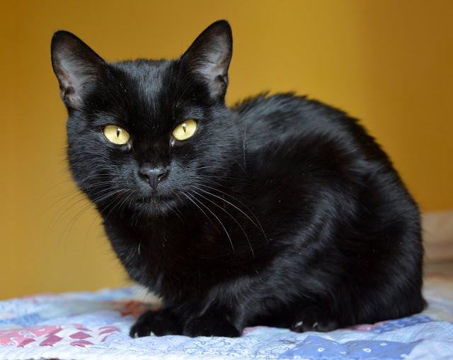 Ebony
