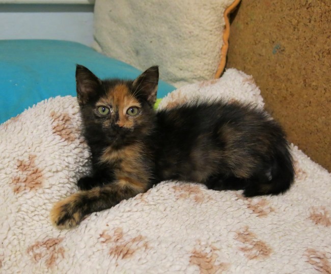 Mitzi