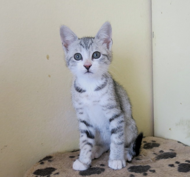 Bosco
