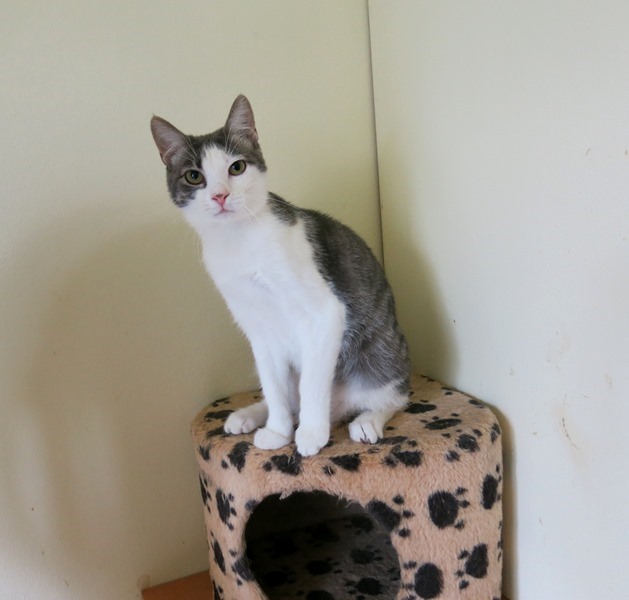 Zala