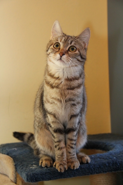 Mika