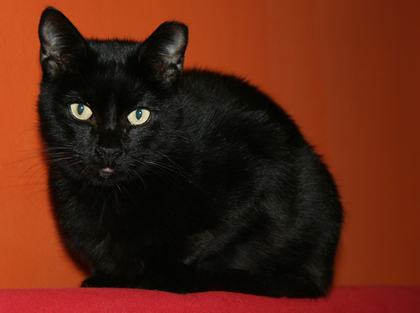 Lizi