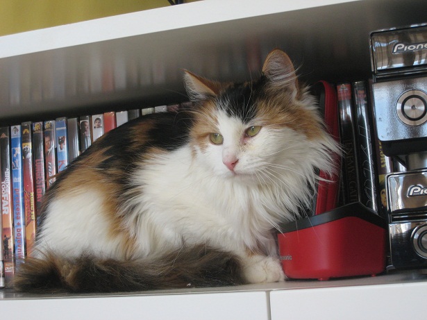 Lupi