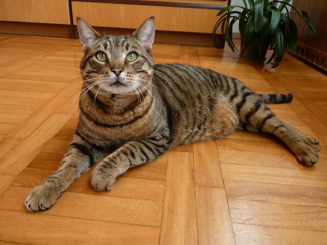 Mili