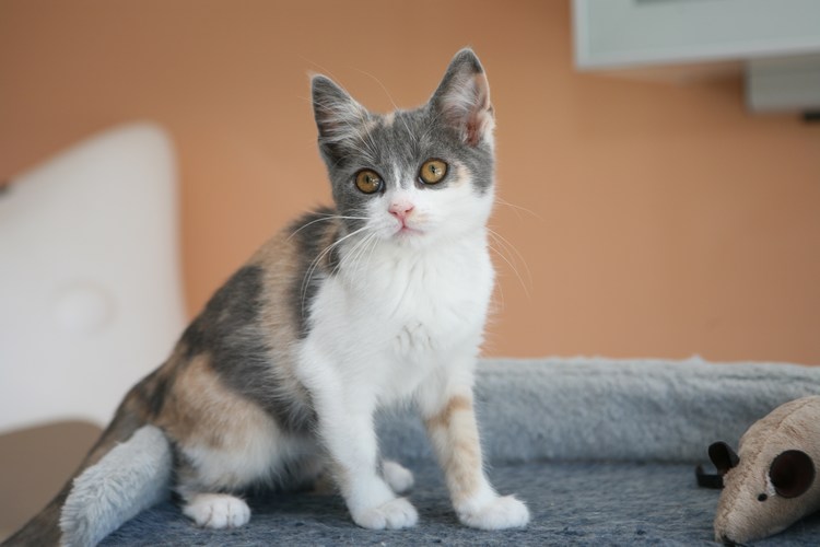 Stella