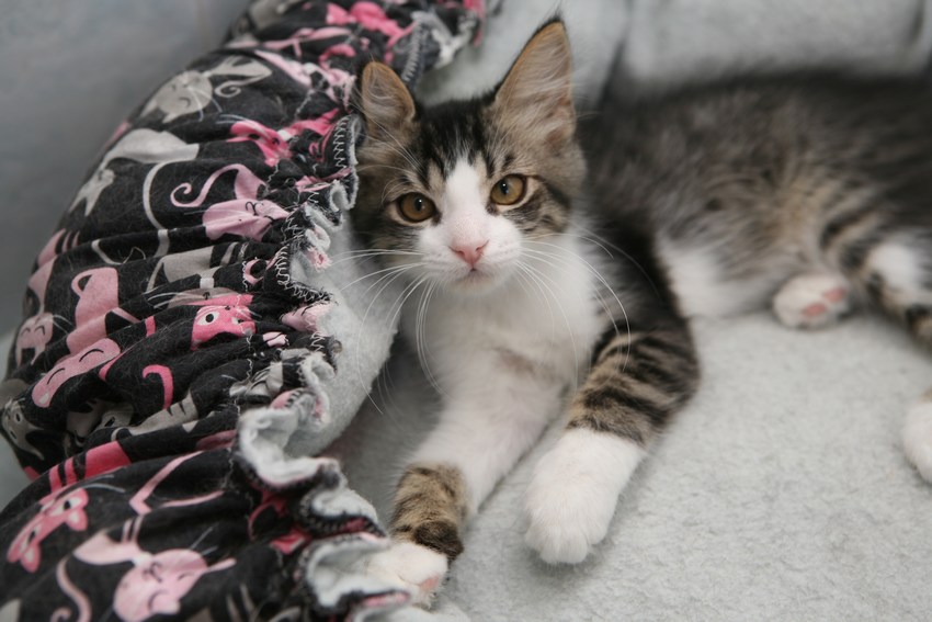 Kiki-leia