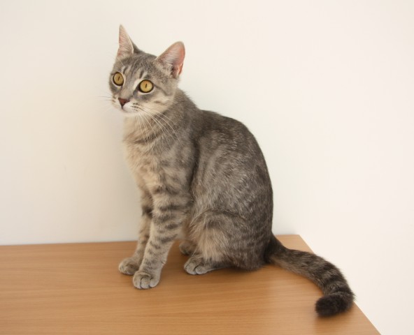 Miša