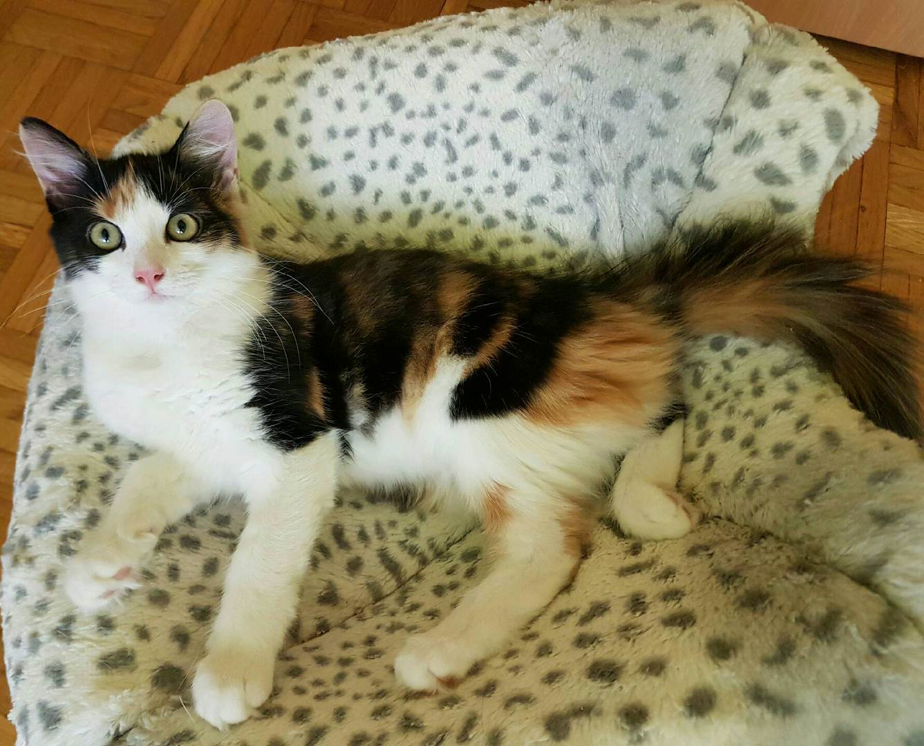 Luci