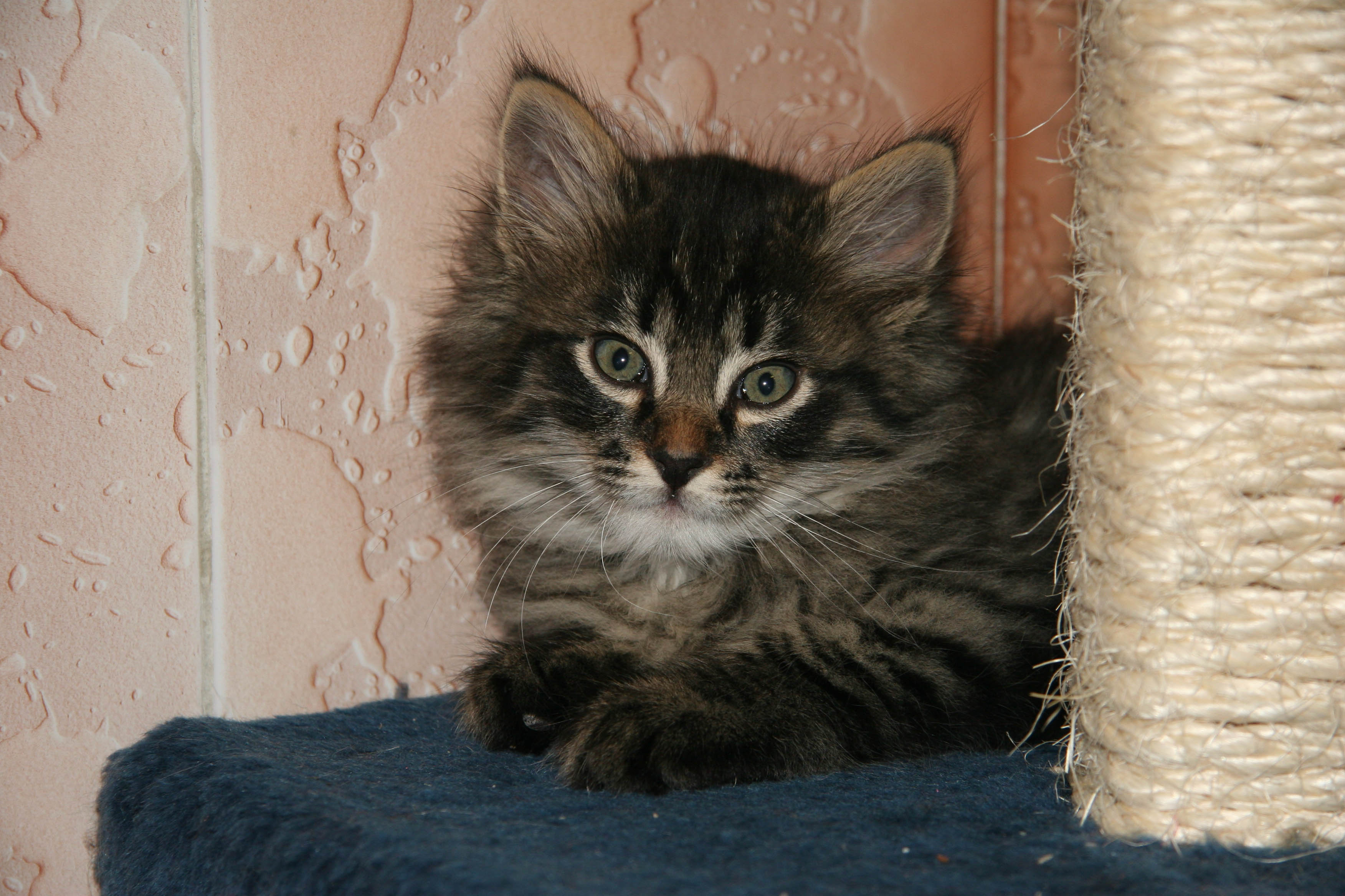Gizmo