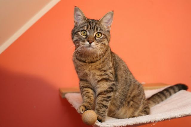 Nala