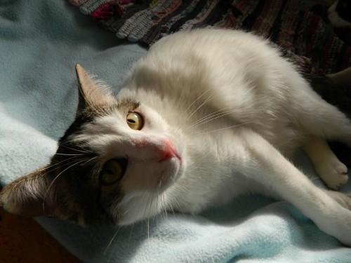 Oli
